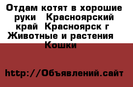Отдам котят в хорошие руки - Красноярский край, Красноярск г. Животные и растения » Кошки   
